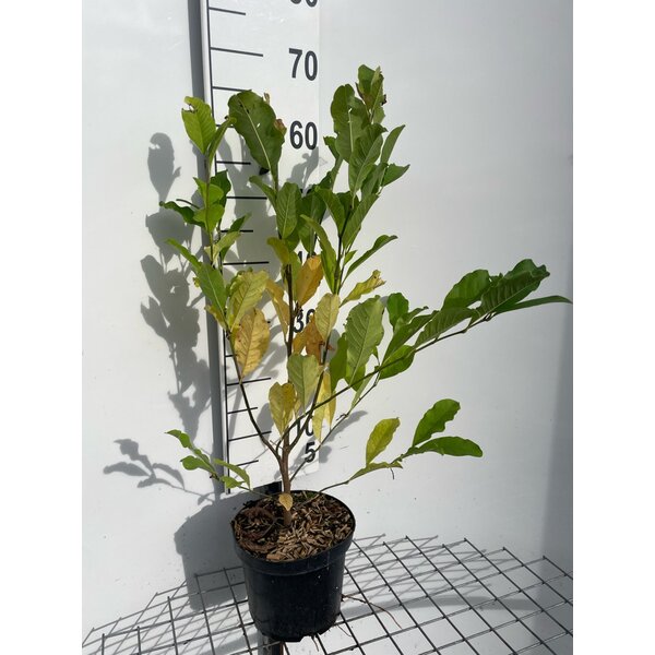 Magnolia st. 'Rosea' - 3,0L 60+