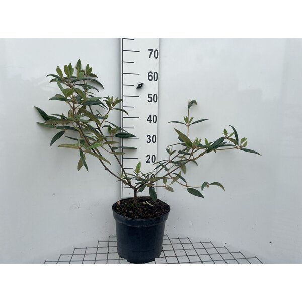 Viburnum 'Pragense' - 7,5L