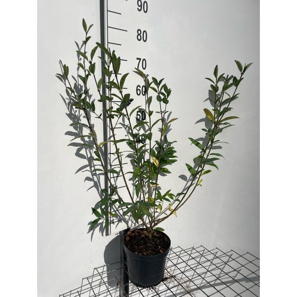 Ligustrum vulgare - 3,0L 60+