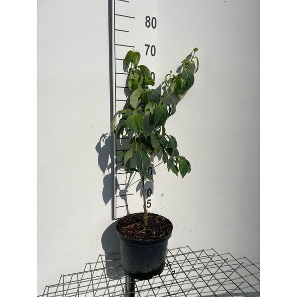 Cornus k. 'China Girl' - 5,0L