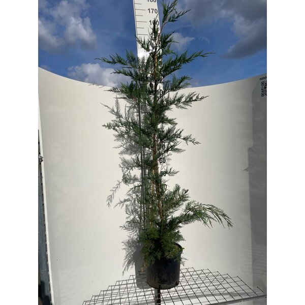 Cupressocyparis leylandii - 10L 150+