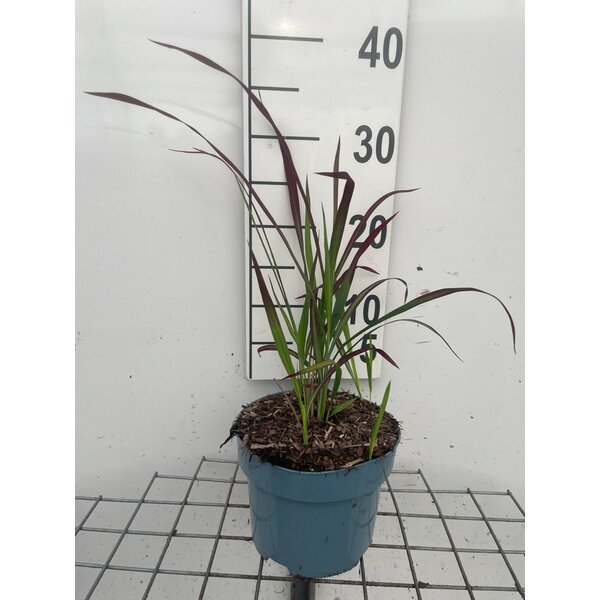 Imperata cylindrica 'Red Baron' - 2,0L