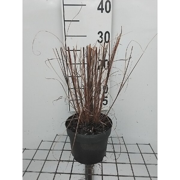 Miscanthus sin. 'Kleine Fontäne' - 2,0L
