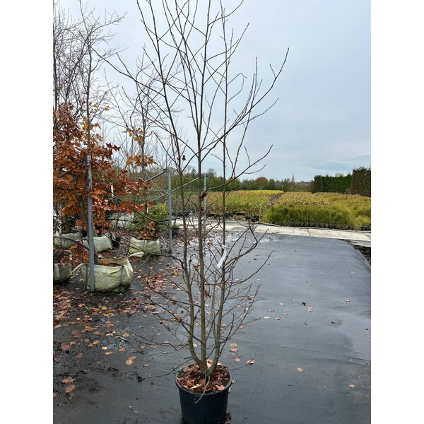 Liquidambar styraciflua - 20L 150+