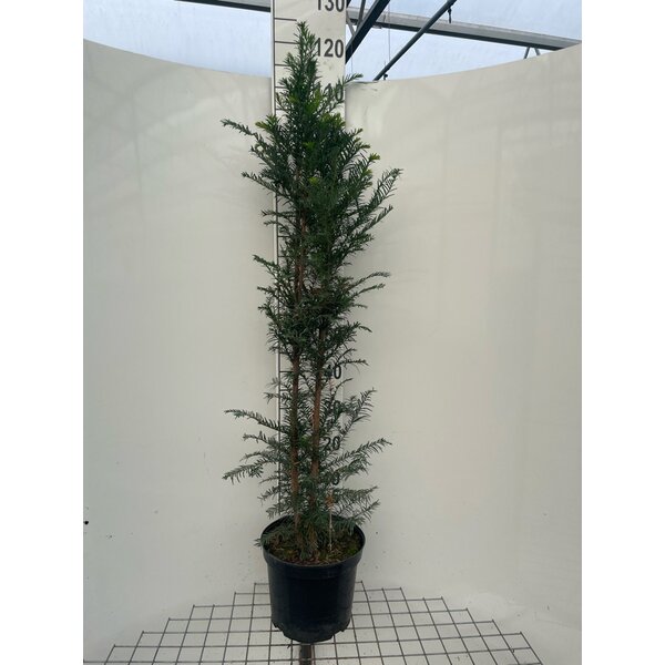 Taxus baccata - 7,5L 100+