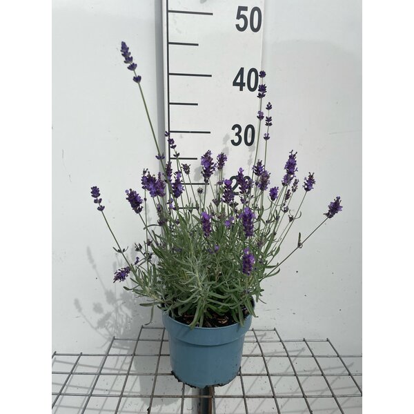 Lavandula ang. 'Hidcote' - 2,0L