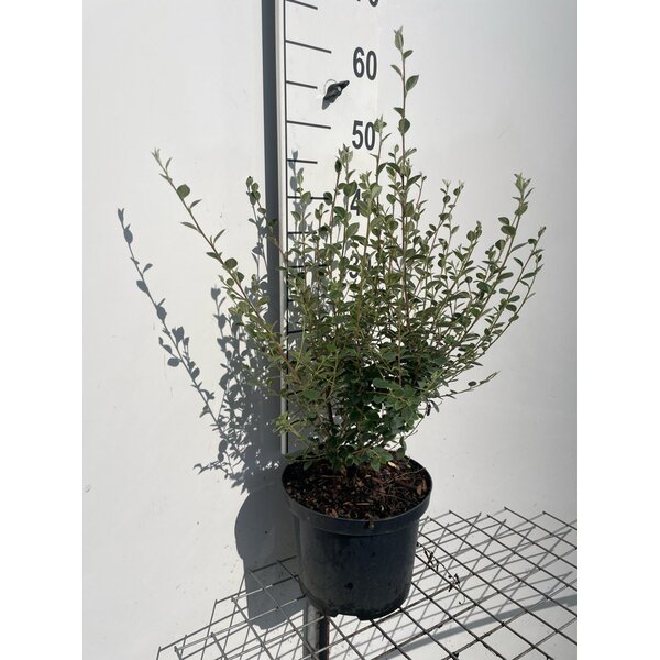 Cotoneaster franchetii - 5,0L