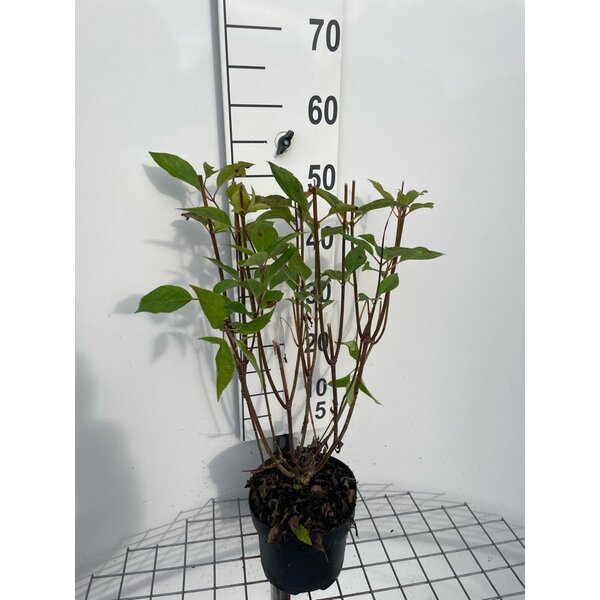 Hydrangea pan. 'Phantom' - 3,0L 40+