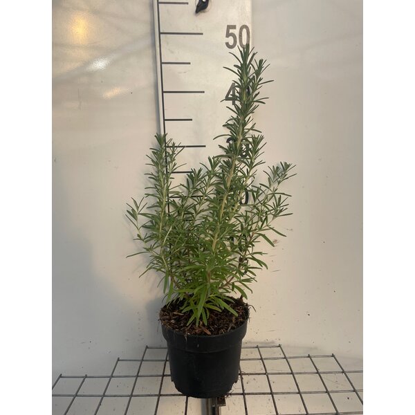 Rosmarinus officinalis - 2,0L 20+