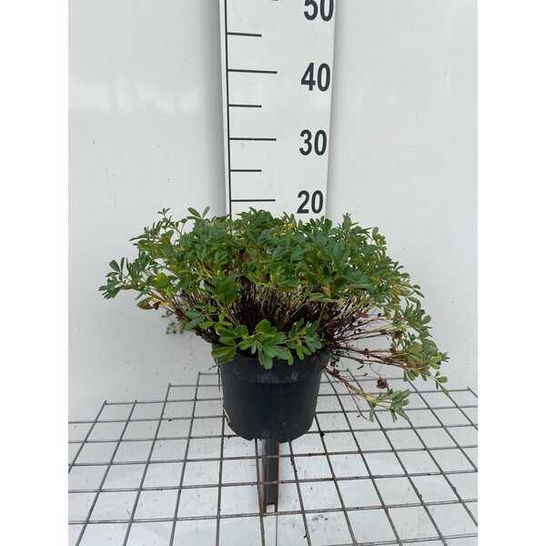 Potentilla tridentata 'Nuuk' - 3,0L