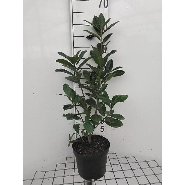 Prunus l. 'Novita' - 3,0L 50+