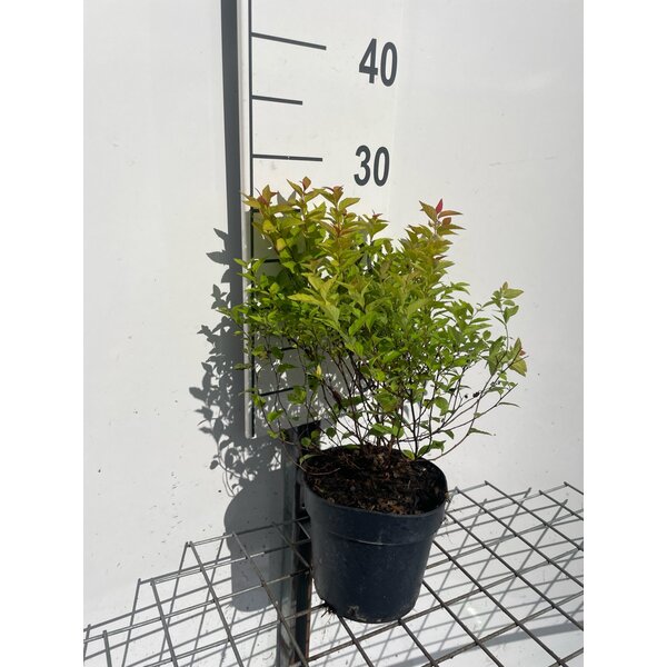 Spiraea jap. 'Firelight' - 1,3L