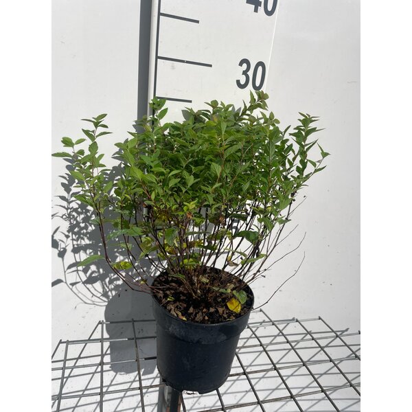 Spiraea jap. 'Manon' - 1,3L