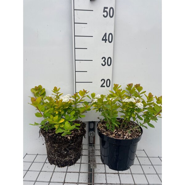 Spiraea betulifolia 'Tor Gold' - 3,0L