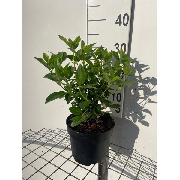 Viburnum tinus - 3,0L
