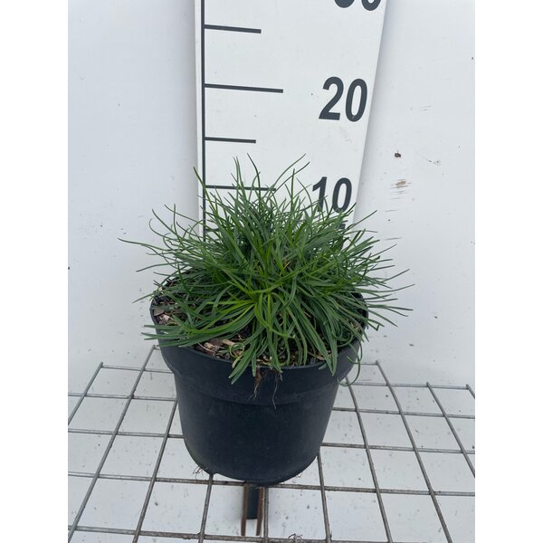 Armeria mar. 'Alba' - 3,0L