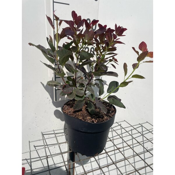 Cotinus cog. 'Royal Purple' - 3,0L