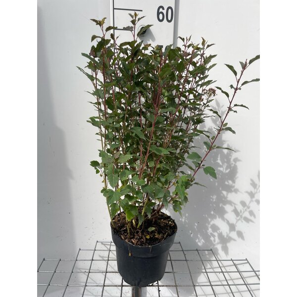 Physocarpus opulif. Little Joker - 3,0L