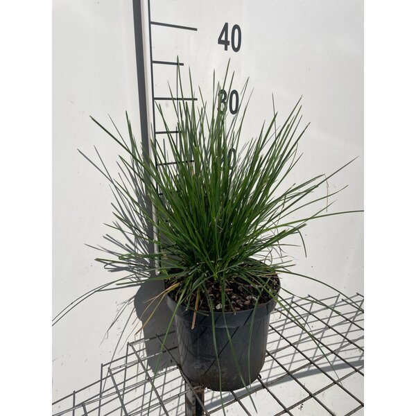 Deschampsia cesp. 'Goldschleier' - 3,0L