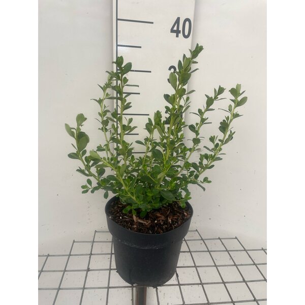 Escallonia 'Donard Seedling' - 3,0L