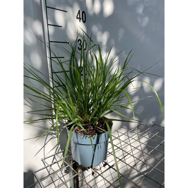 Pennisetum alopecuroides viridesc. - 2,0L