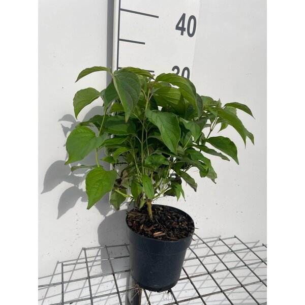 Cornus sericea 'Kelseyi' - 1,3L