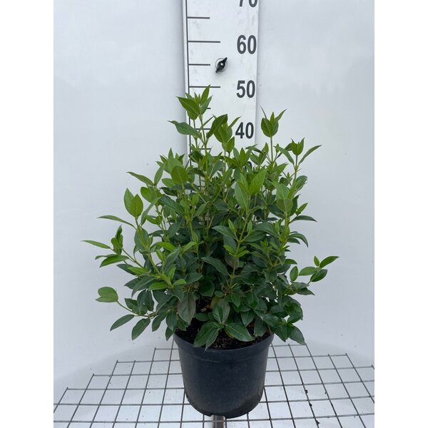 Viburnum tinus - 7,5L