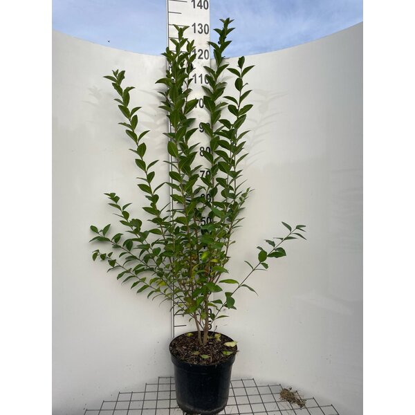 Ligustrum ovalifolium - 7,5L 125+