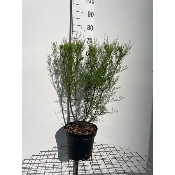 Tamarix tetrandra - 7,5L
