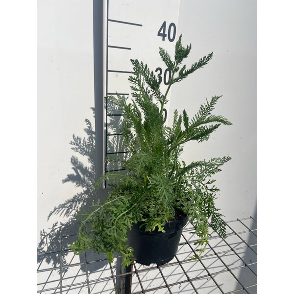 Achillea millefolium - 2,0L