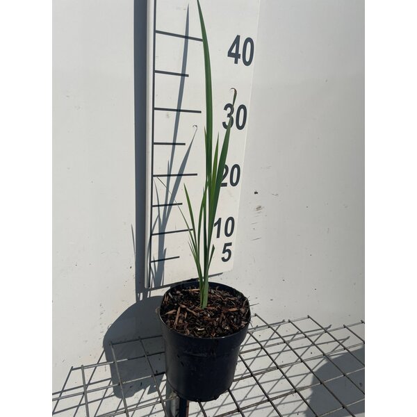 Iris sibirica - 1,3L