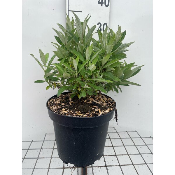 Buddleja d. Butt. Candy Little White - 7,5L