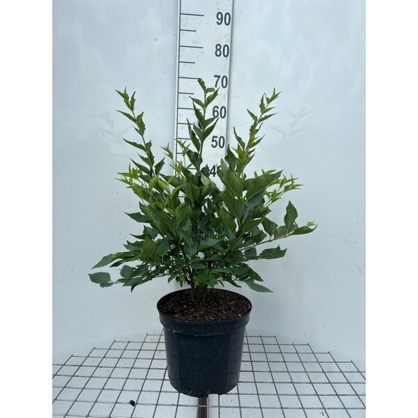 Syringa patula 'Miss Kim' - 7,5L