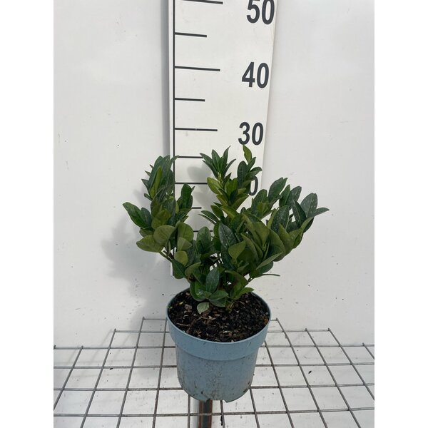 Prunus l. 'Piri' - 2,0L 20+