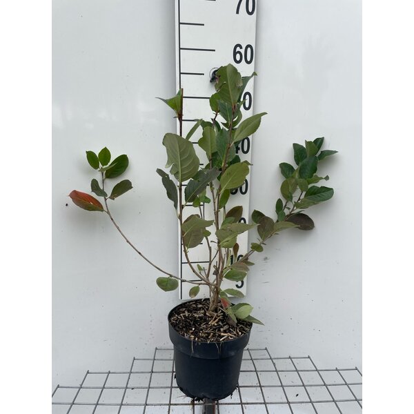 Aronia prunifolia 'Viking' - 3,0L 50+