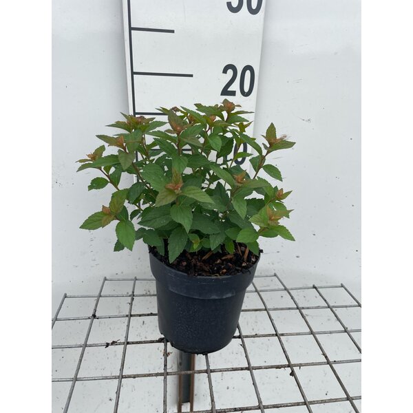 Spiraea jap. 'Manon' - 1,3L