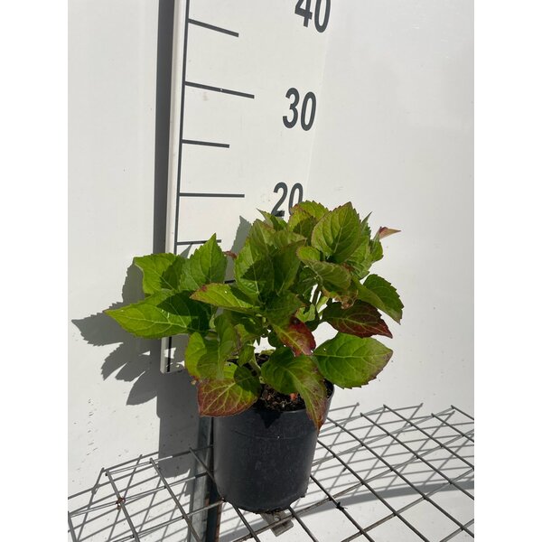 Hydrangea m. 'Blaumeise' - 1,3L