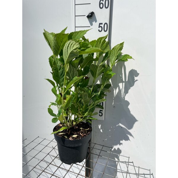 Hydrangea m. 'Nikko Blue' - 3,0L