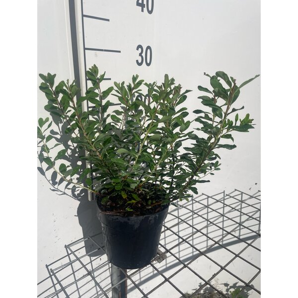 Spiraea nipp. 'Snowmound' - 1,3L