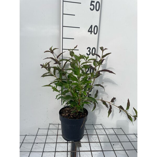 Deutzia gracilis - 1,3L