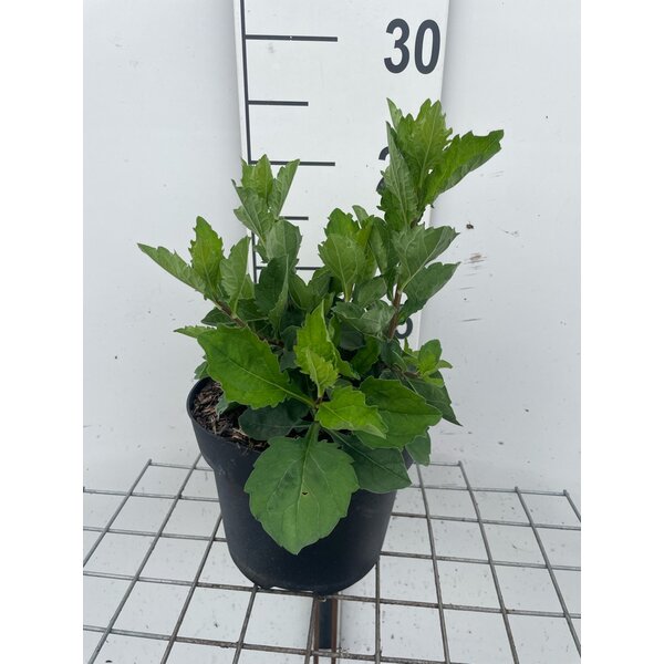 Aster ageratoides 'Asran' - 3,0L