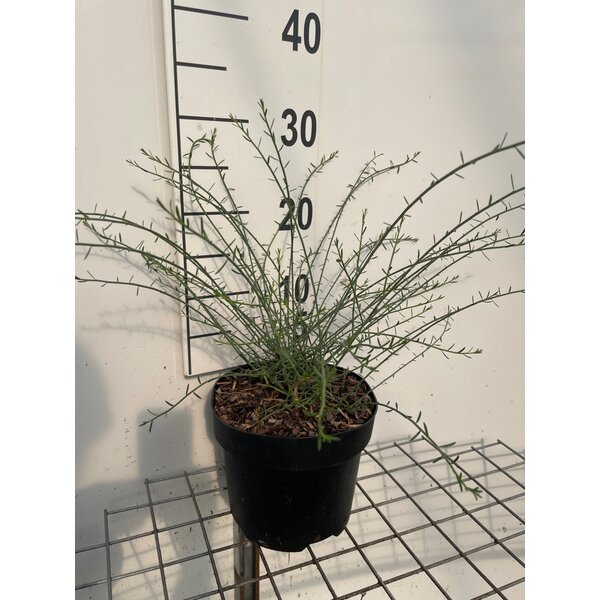 Genista lydia - 3,0L