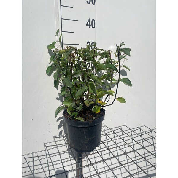 Spiraea fritschiana - 3,0L