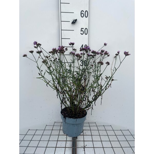 Verbena bon. 'Lollipop' - 2,0L
