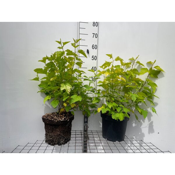 Physocarpus opulif. 'Dart's Gold' - 7,5L