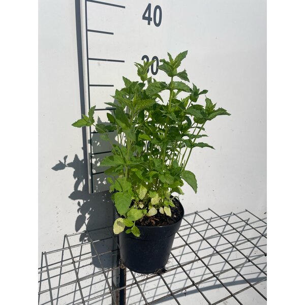 Mentha spicata - 1,3L