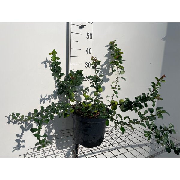 Chaenomeles j. 'Sargentii' - 7,5L