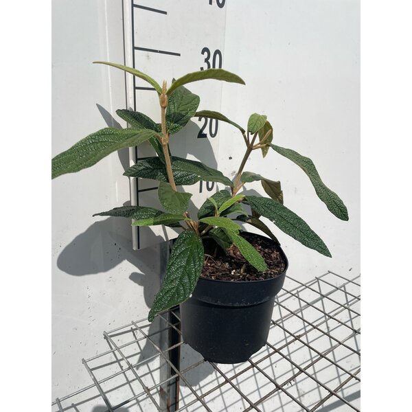 Viburnum rhytidophyllum - 3,0L