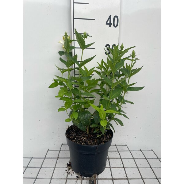 Chelone obliqua 'Alba' - 2,0L