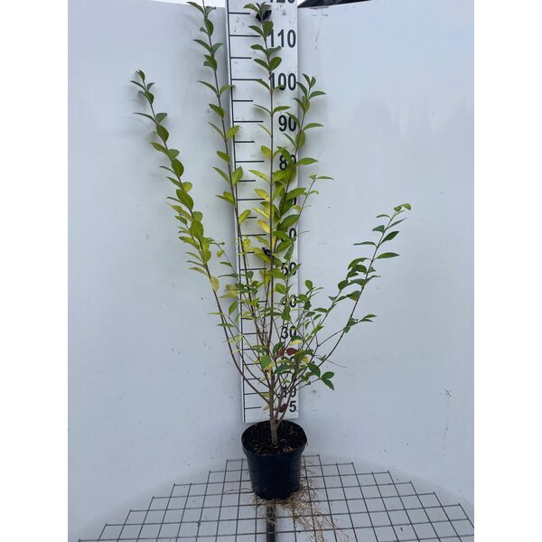 Ligustrum Ov. Mammoth - 3,0L